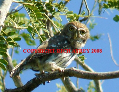 Flammulated Pygmy Owl